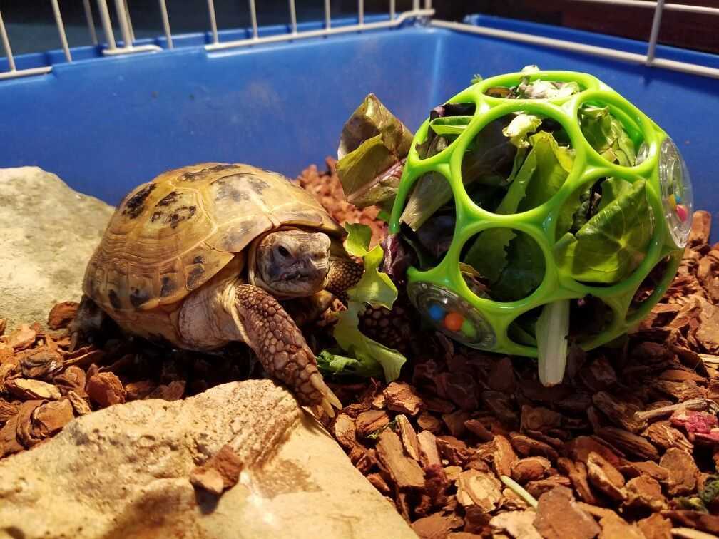 Уход за сухопутной черепахой в домашних условиях | блог ветклиники "беланта"