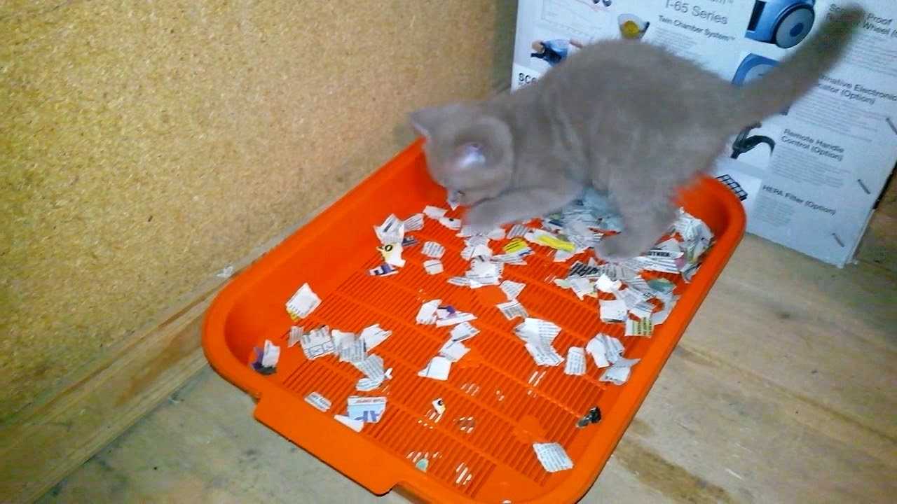 Приучить котенка к лотку быстро с наполнителем