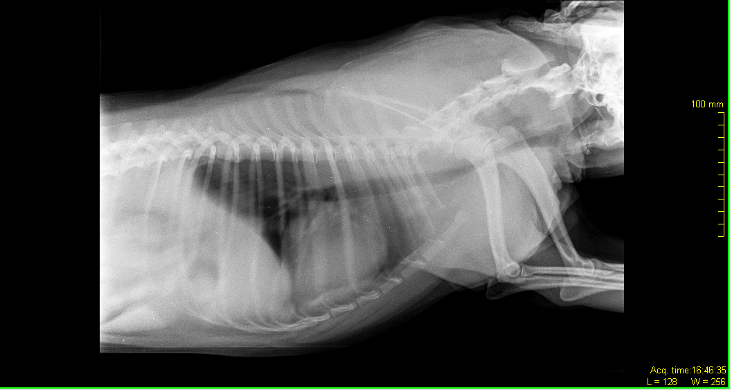 Стентирование собаки. Стентирование трахеи у собак. Коллапс трахеи у собак рентген. Рентген снимок трахеи собаки.