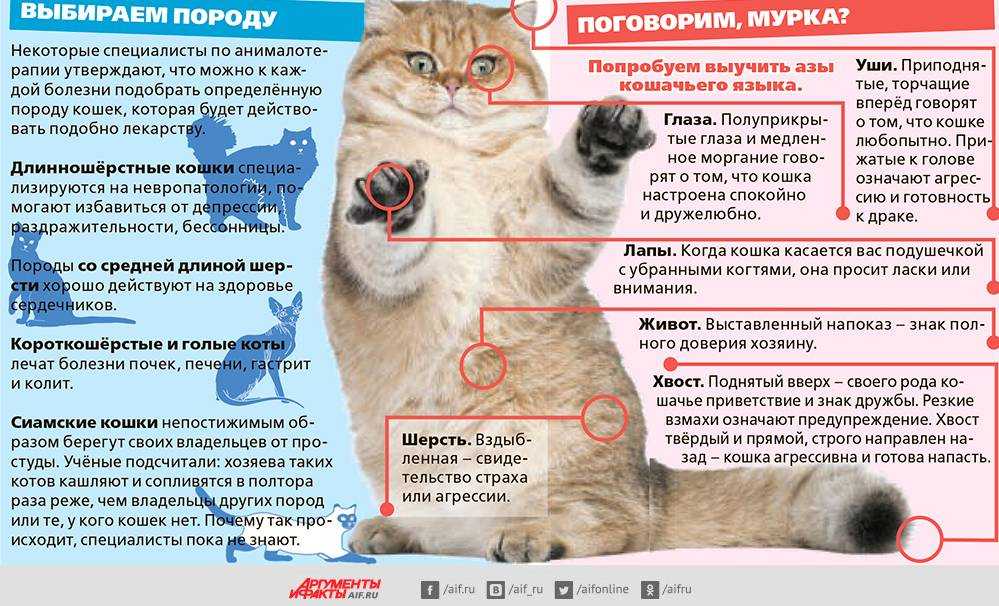 Болезни кошек: таблица симптомов с фотографиями, какие из них требуют лечения у ветеринара, чем может заразиться человек