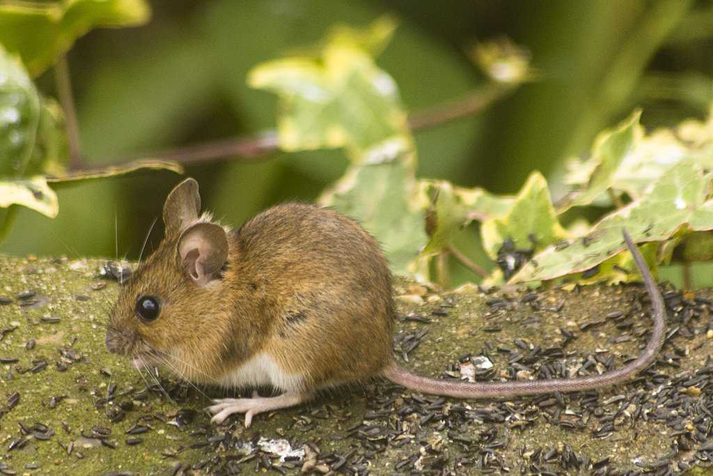 Мышка полевка: фото, как выглядит, чем питается и сколько живет, чем отличается от домовой? мышка полёвка — как ей живётся?