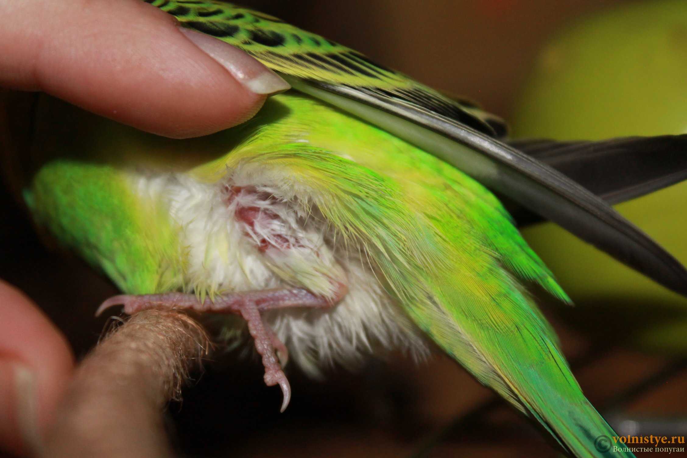 Лечение переломов у птиц. помощь при переломах крыльев и лап