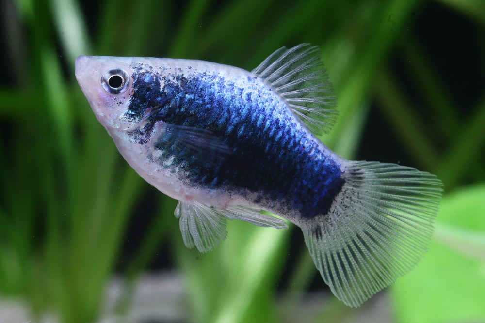 8 распространенных видов аквариумной рыбки пецилии