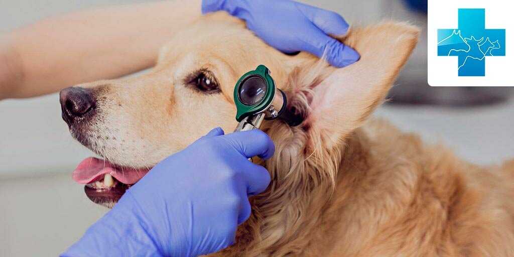 Грибковые заболевания глаз у собак. ветклиника "зоостатус"