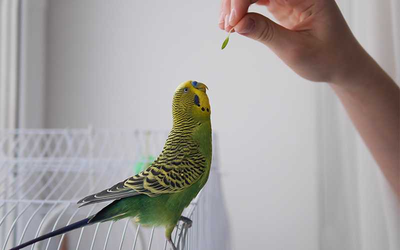Волнистые попугаи: как приручить к рукам и сделать так, чтобы питомец перестал вас бояться? :: syl.ru