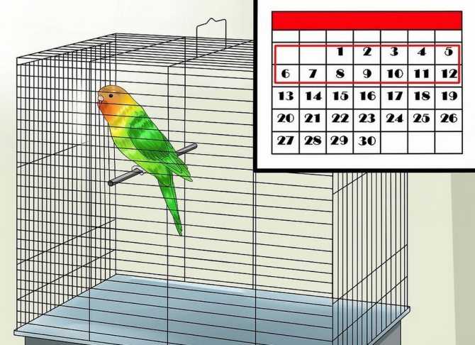 Волнистый попугай: первые дни дома