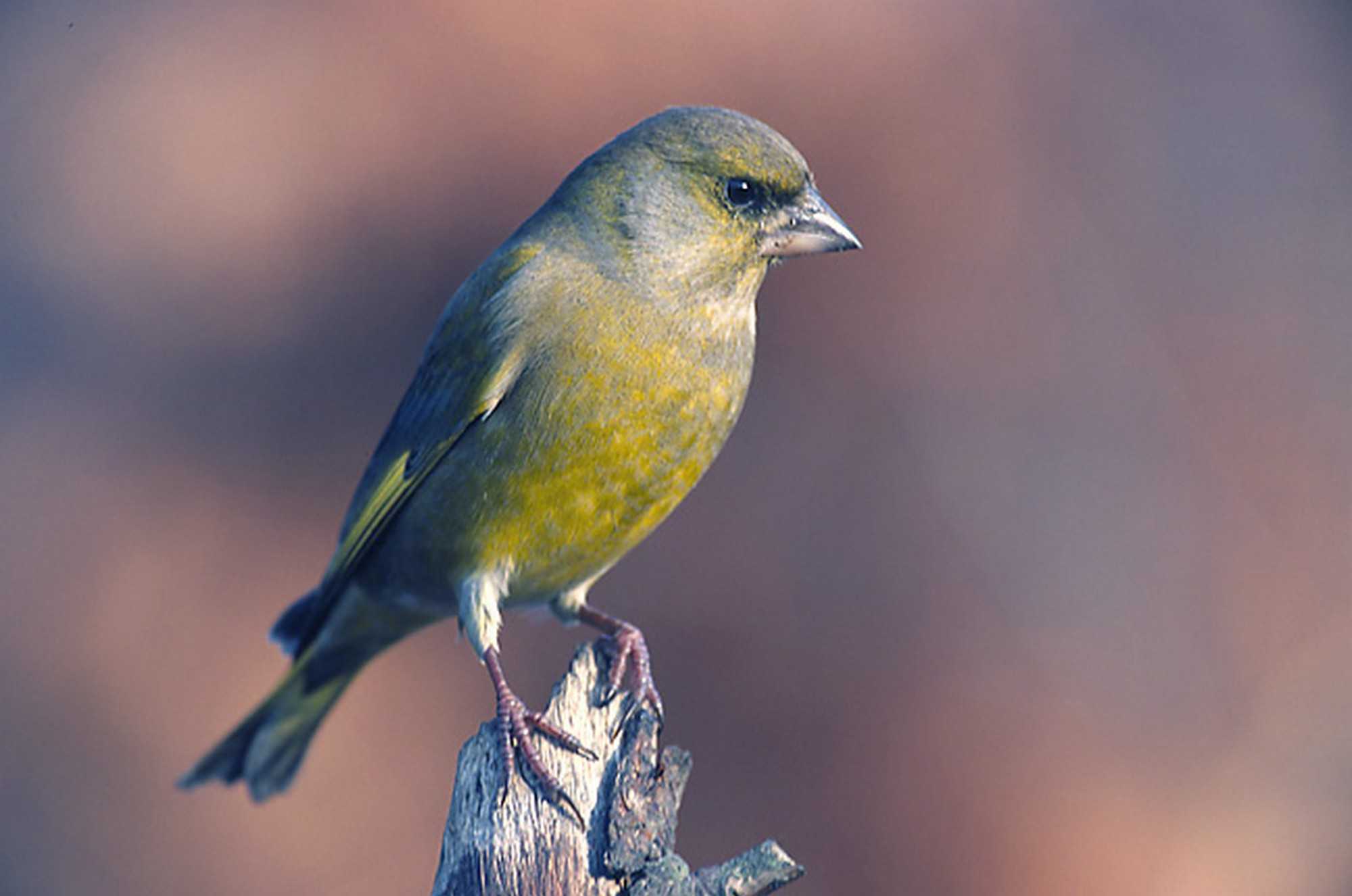 Зеленушка птица. образ жизни и среда обитания птицы зеленушки