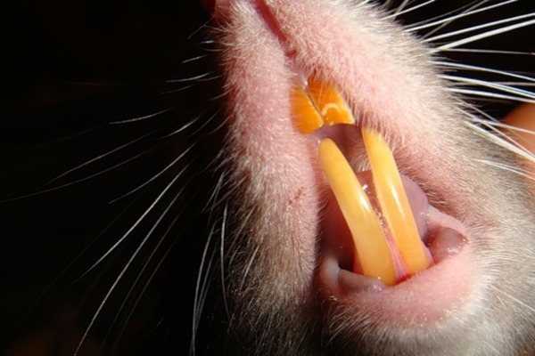 Болезни полости рта: грибковые и вирусные, методы лечения и их профилактика