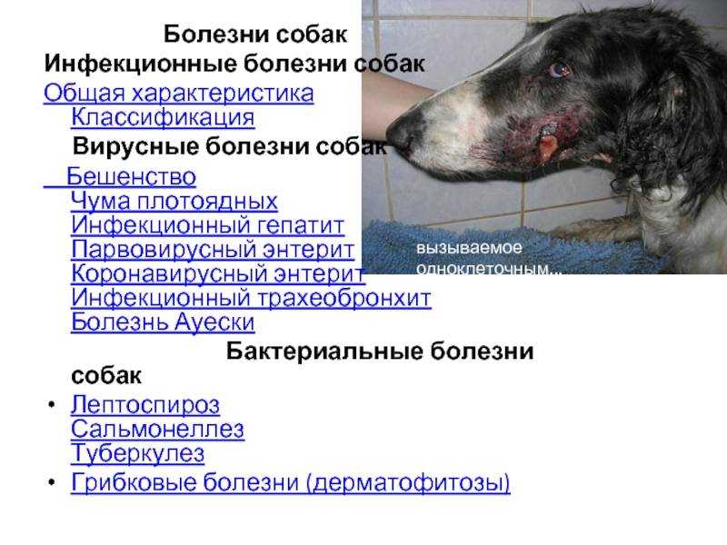 ᐉ трансмиссивная саркома - как лечить у собак - ➡ motildazoo.ru