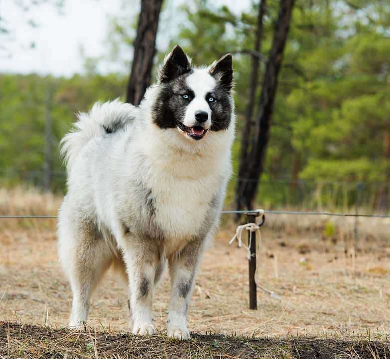 Описание собак породы якутская лайка: стандарт, уход и фото представителей