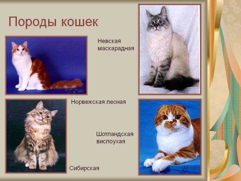 Полудлинношёрстные - группа пород кошек, описание, фото, содержание, уход