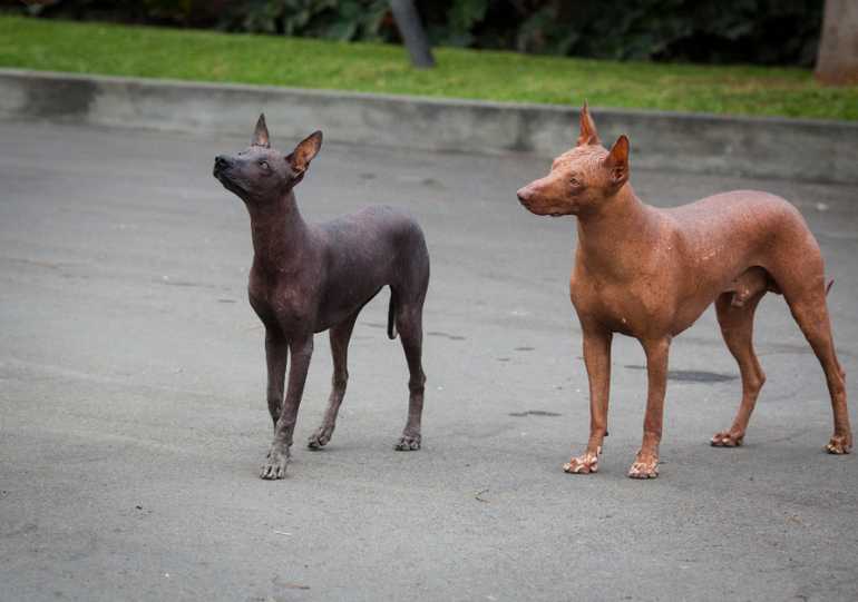 Описание породы перуанская голая собака: характер, уход, предназначение