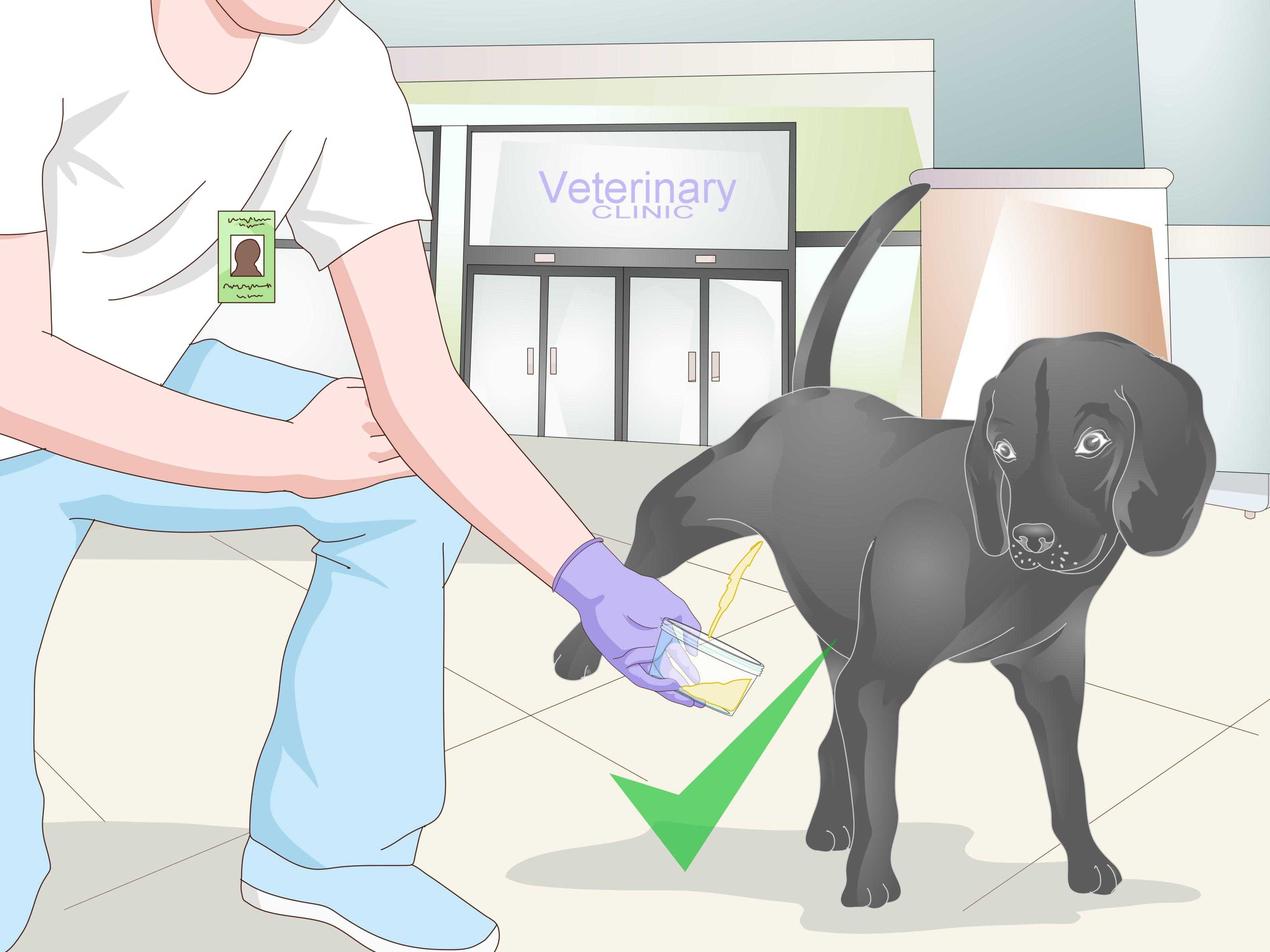 Протеинурия собак и кошек – научные статьи о ветеринарии животных