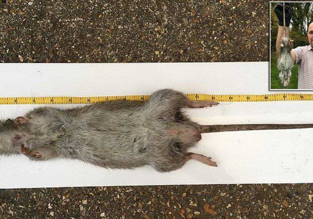 Гамбийская хомяковая крыса. помогает саперам и спасает жизни.