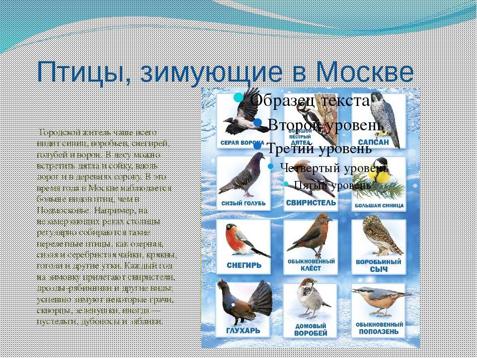Перелетные птицы татарстана. Лесные птицы средней полосы зимующие. Какие птицы зимуют. Зимующие птицы названия. Зимующие птицы Подмосковья.