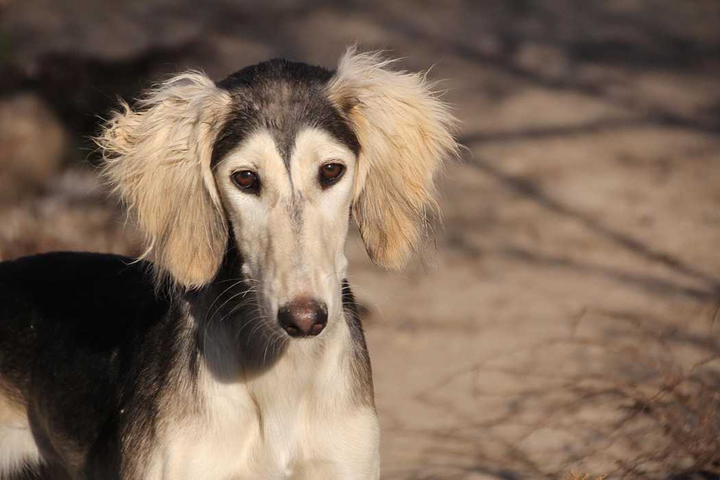 Салюки (персидская борзая) - описание породы собак, характеристика, плюсы и минусы