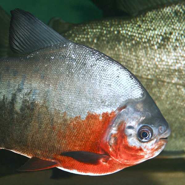 Содержание отечественных рыб в аквариуме