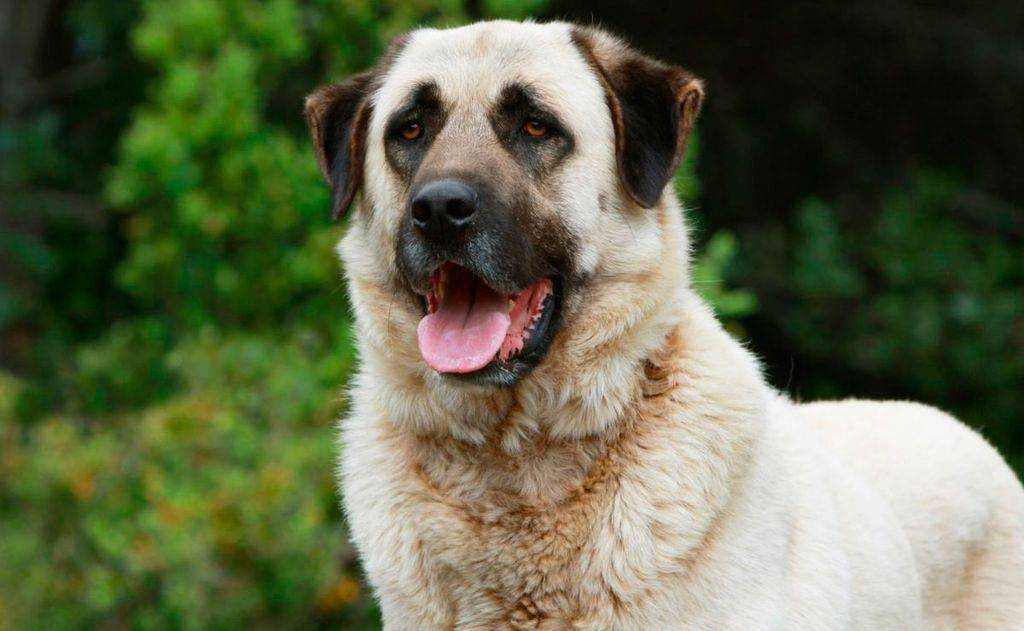 Собака кангал или анатолийская овчарка: 145 фото, видео описание и советы от владельцев и кинологов