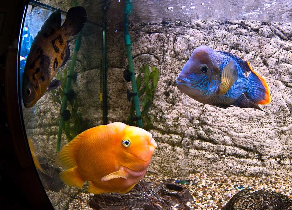 Фото как спят рыбки в аквариуме