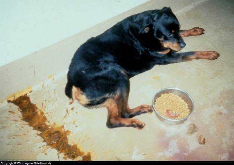 Причины и помощь при вялости и отсутствии аппетита у собаки