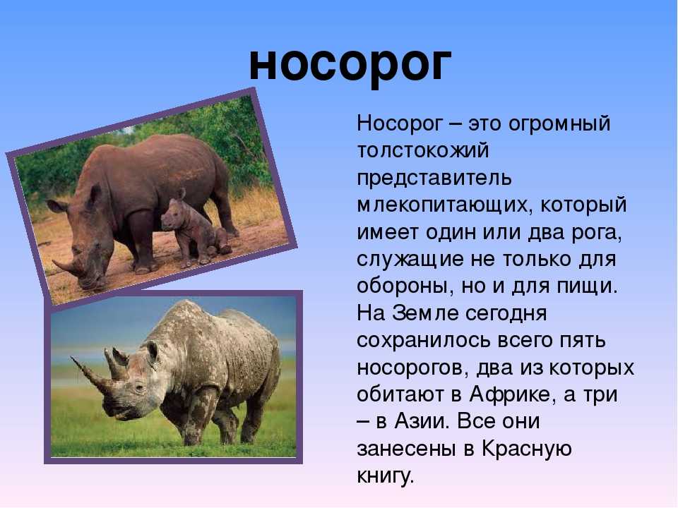 Носорог: все самое интересное о повадках, образе жизни