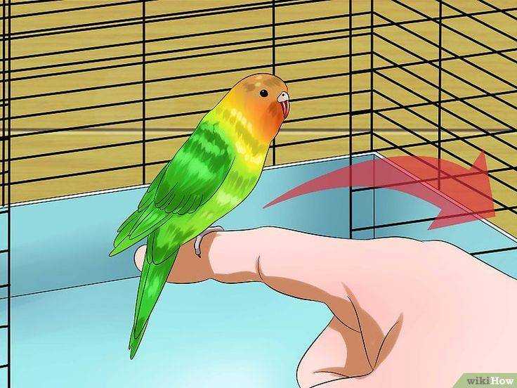 Как загнать попугая в клетку: быстрая поимка, ошибки