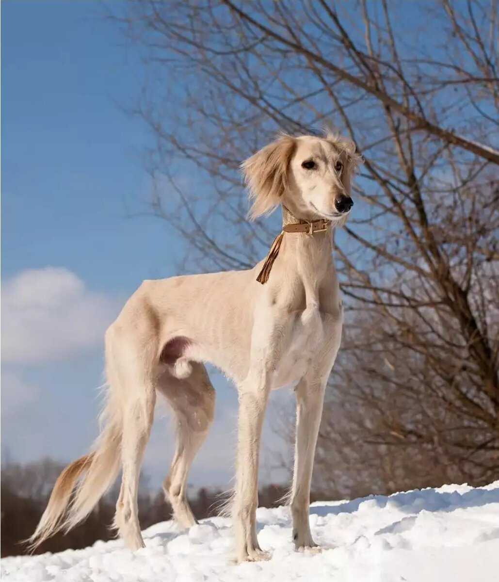 Порода собак салюки и ее характеристики с фото