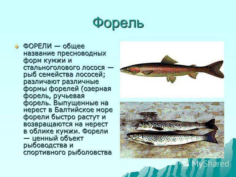 Форель рыба фото описание