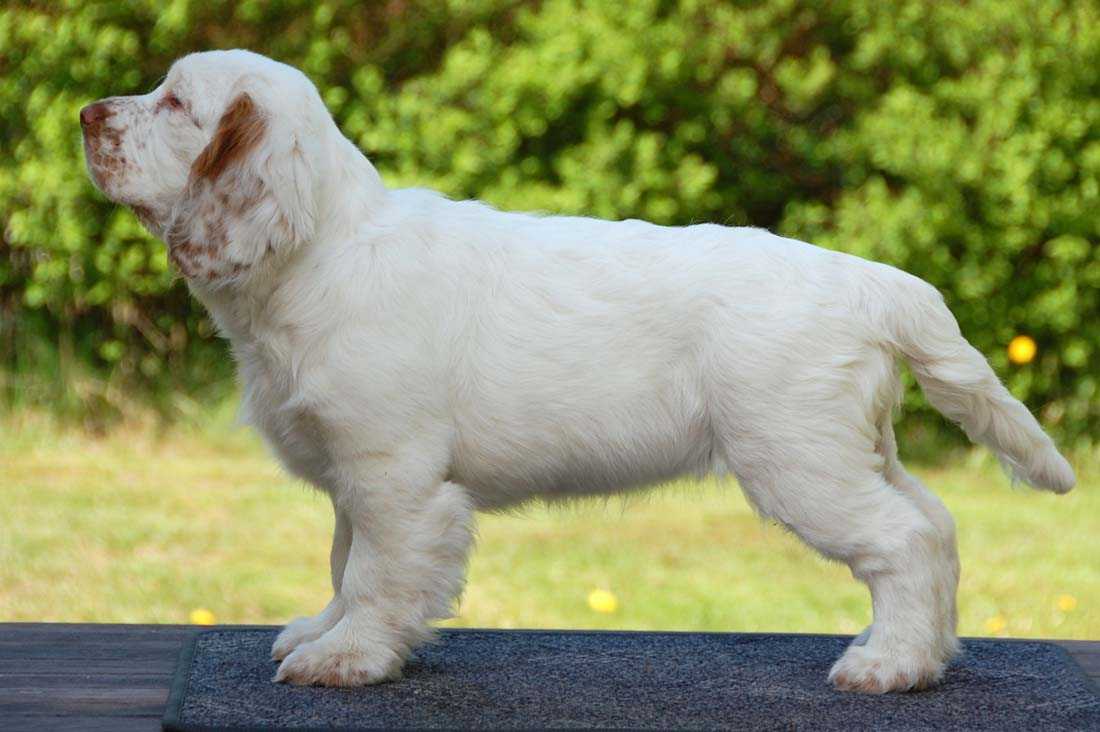 Кламбер-спаниель: характеристики породы собаки, фото, характер, правила ухода и содержания