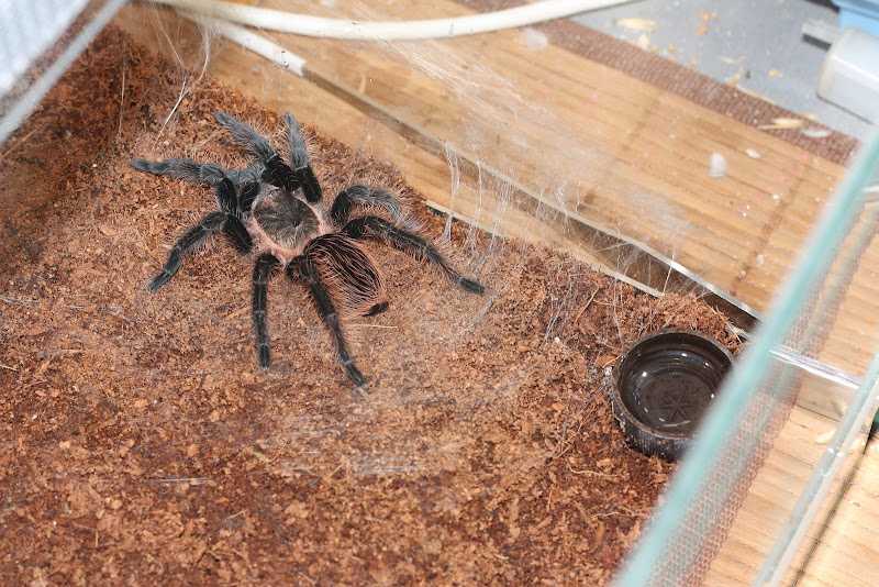 Чем кормить паука птицееда, как содержать в домашних условиях, сколько живут