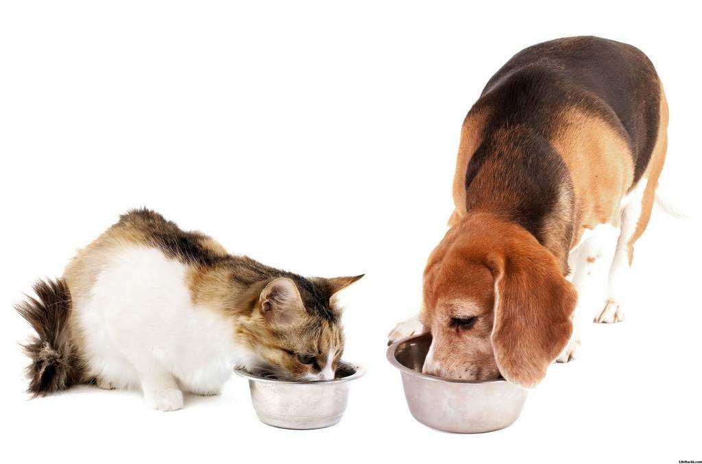 Можно ли кормить собаку сухим или мягким кошачьим кормом? почему собака ест кошачий корм: причины, вредно ли это, последствия. что будет, если собаку кормить кошачьим кормом?