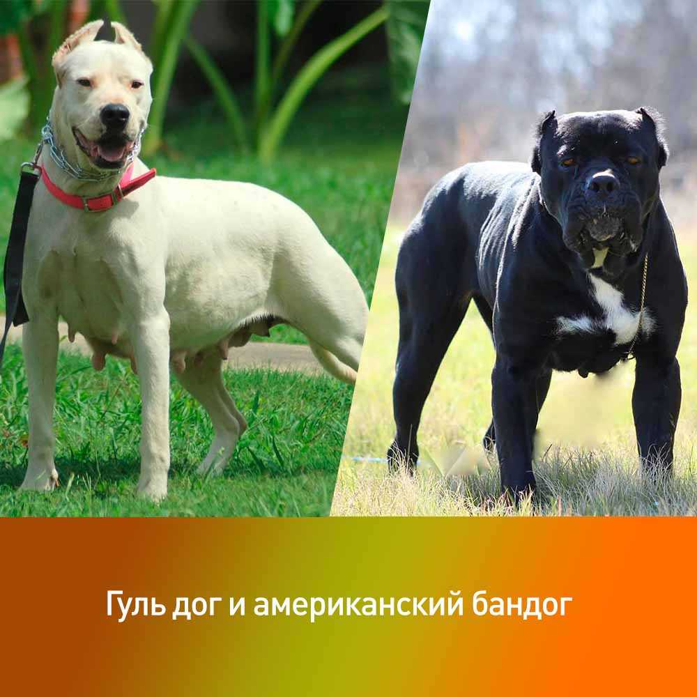 Самые послушные породы собак: названия и фото