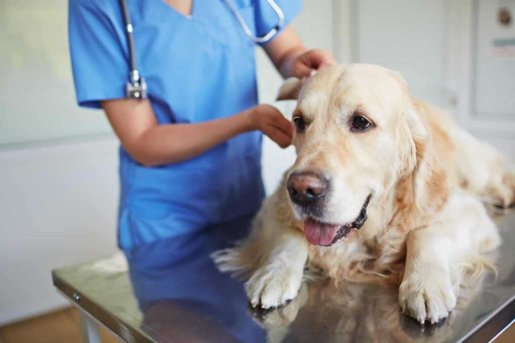 Почему собака дрожит: естественные и физиологические причины, когда требуется обратиться к ветеринару
