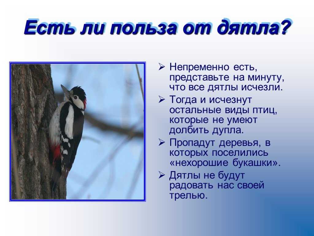 Значение дятла в природе. Дятел. Информация о дятле. Чем полезен дятел в природе. Дятел описание птицы.