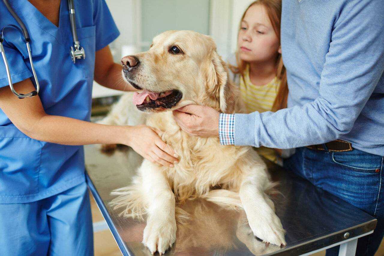 Что такое дисплазия суставов у собак: симптомы, диагностика, лечение дисплазии тазобедренных суставов у собак и щенков