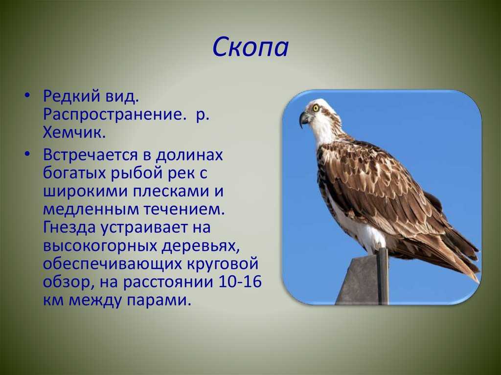 Птица скоп и ее описание: среда обитания и фото скопа