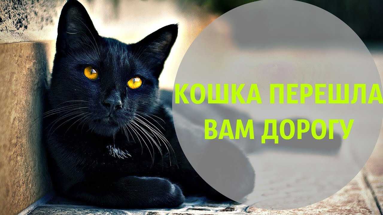 Черный кот в доме: хорошо или плохо, приметы и суеверия о черных питомцах