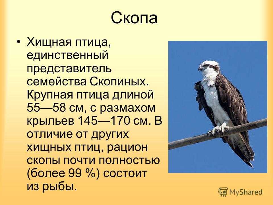 Птица скопа: как выглядит, где обитаем, чем питается и интересные факты (фото)