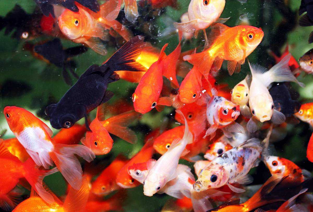Как развести золотых рыбок в домашних условиях: создание оптимальный условий, как происходит размножение и какой уход нужен за икрой и мальками