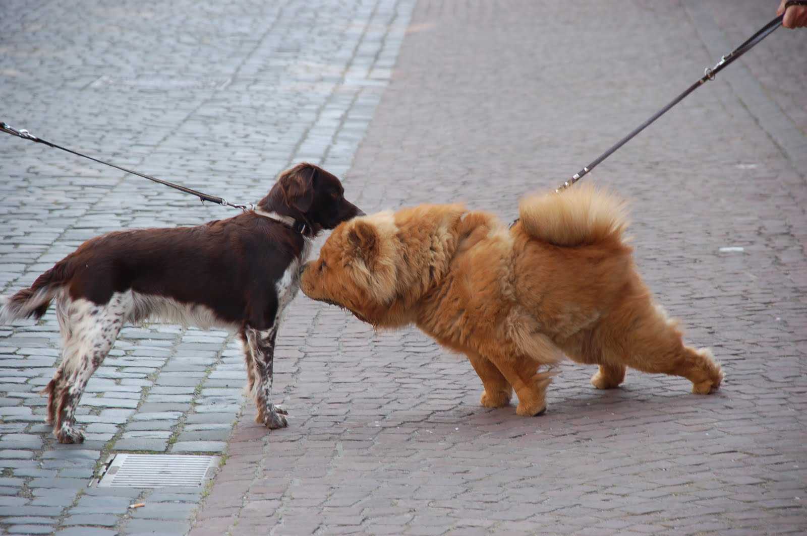 Как научить собаку команде рядом. обучаем собаку ходить рядом на поводке и без него