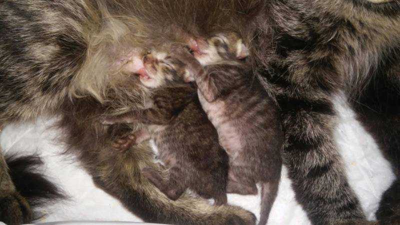 Как рождаются котята у кошки