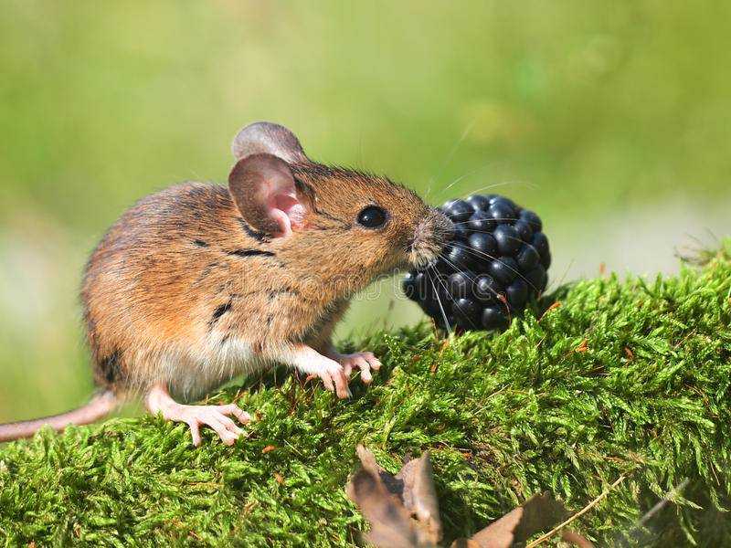 Среда обитания полевой мыши. обыкновенная полёвка: описание вида, среда обитания и интересные факты.