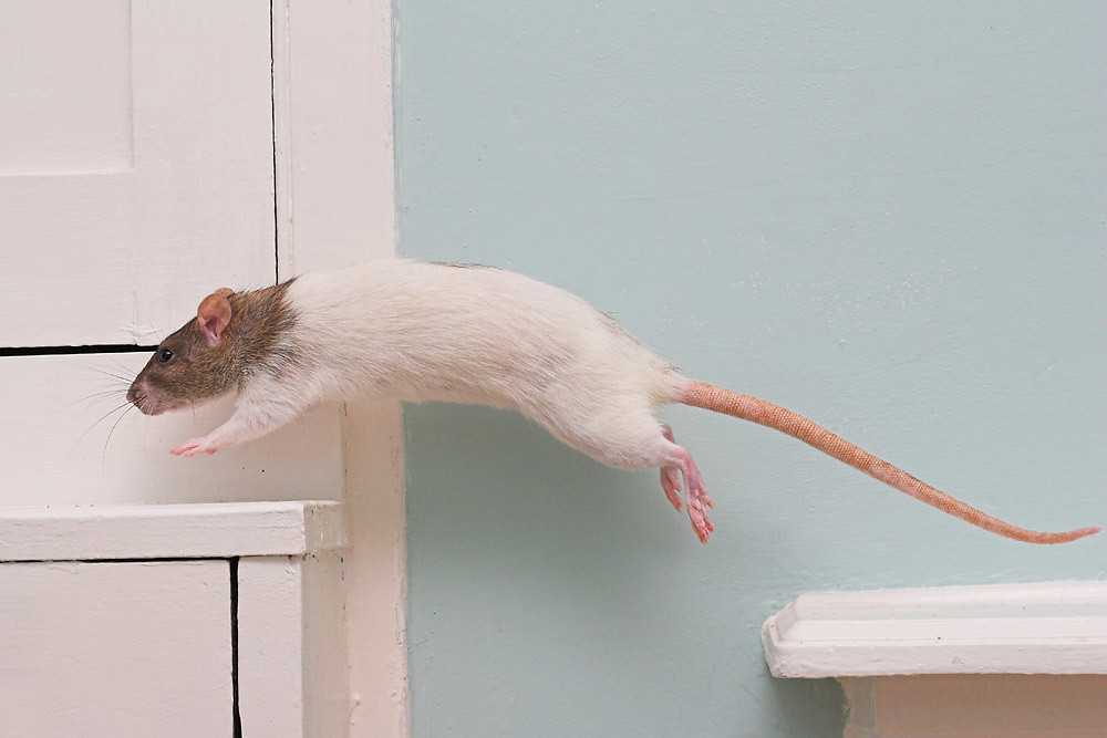 Хвост крысы, зачем он нужен и какова его роль в жизни грызуна