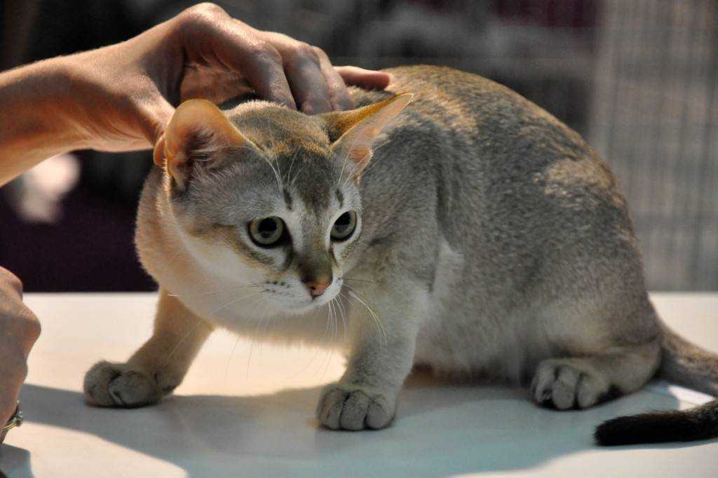 Маленькая кошка до старости котёнок История одной из самых известных кошек интернета