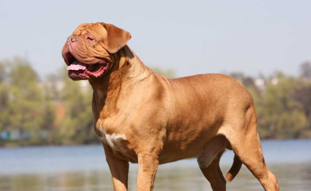 Самые злые собаки — в мире, порода, фото, топ, большая, маленькие, опасные, сильные - 24сми
