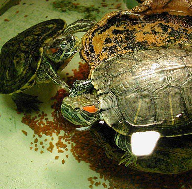 Красноухая черепаха: содержание, уход, кормление, болезни | наши лучшие друзья