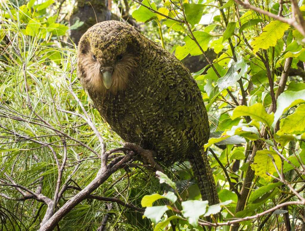 Какапо: интересные факты о самом крупном нелетающем совином попугае