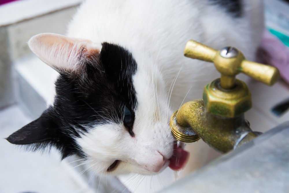 Кошка не пьет воду: что делать | почему, после стерилизации