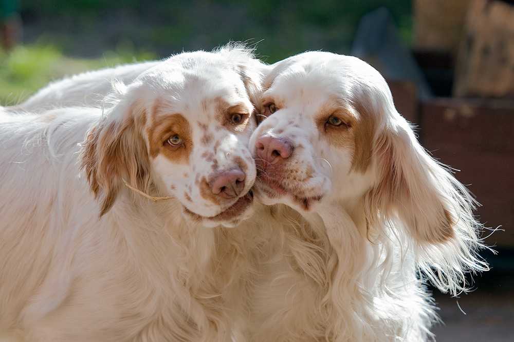 Кламбер-спаниель — собака «тяжеловес». 30 фото, история породы, воспитание уход и темперамент