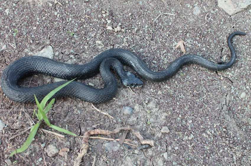 Змеи краснодарского края: виды, фото, описания